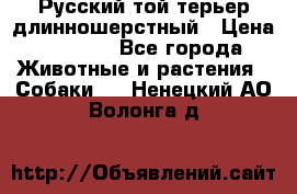 Русский той-терьер длинношерстный › Цена ­ 7 000 - Все города Животные и растения » Собаки   . Ненецкий АО,Волонга д.